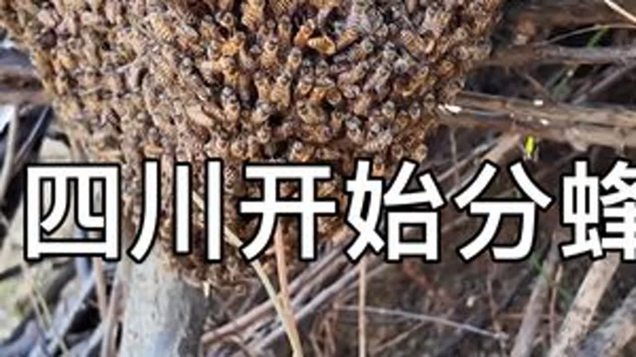 2026年分蜂季拉开序幕，诱蜂正当时，赶紧放桶。 #养蜂日记 #收蜂笼 #收蜂技巧 #过箱教程 #分蜂群