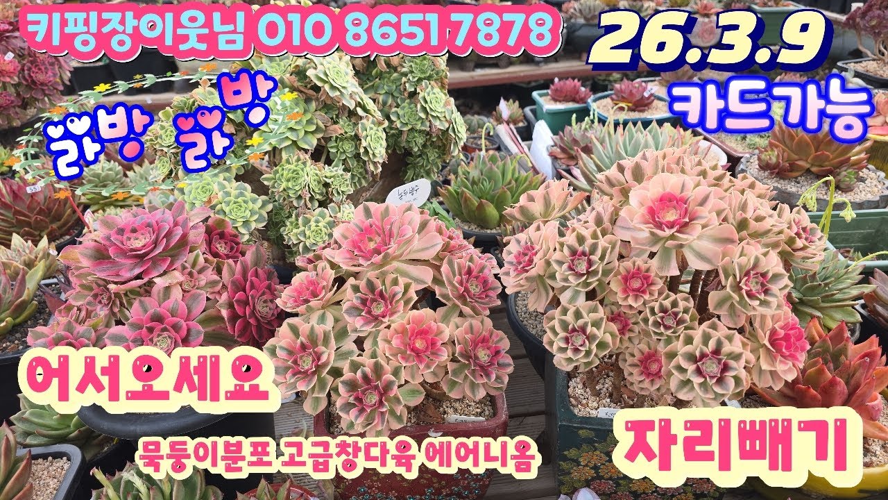 26/3/9(라이브)#키핑장이웃님 010 8651 7878/묵둥이분포 고급창다육 에어니옴등