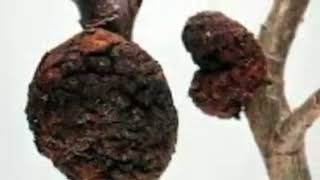 Crown Gall Disease Found Throughout The World