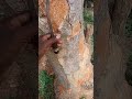 jackfruit Jackfruit business buy one get one offer 🤤🤤😋