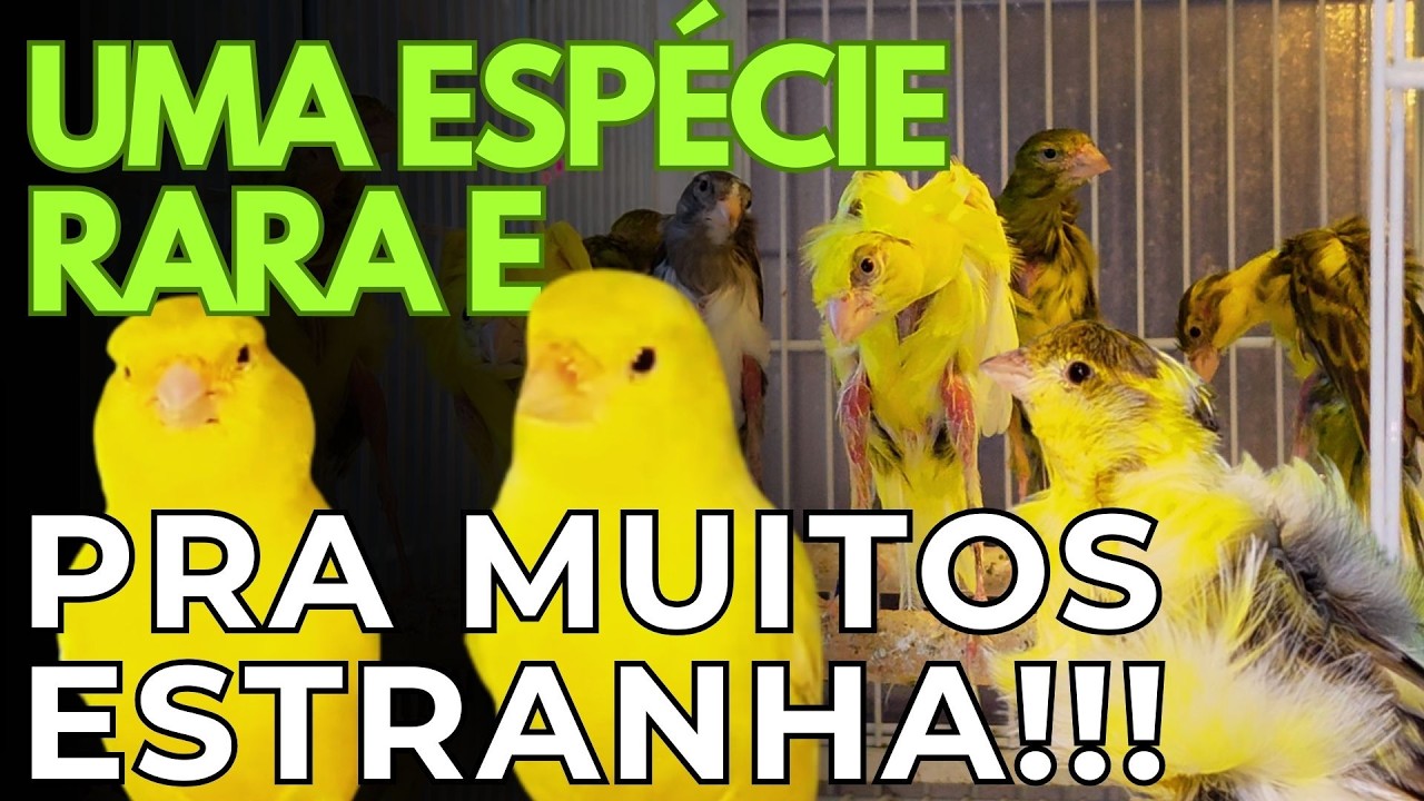 UM dos MAIORES CRIADORES de CANÁRIOS RAROS do BRASIL!!!
