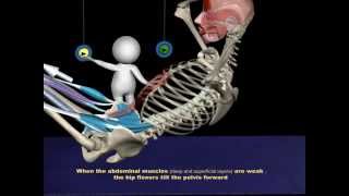 The Proper Technique for a Sit-Up: 3D Animation of Muscles in Motion screenshot 5