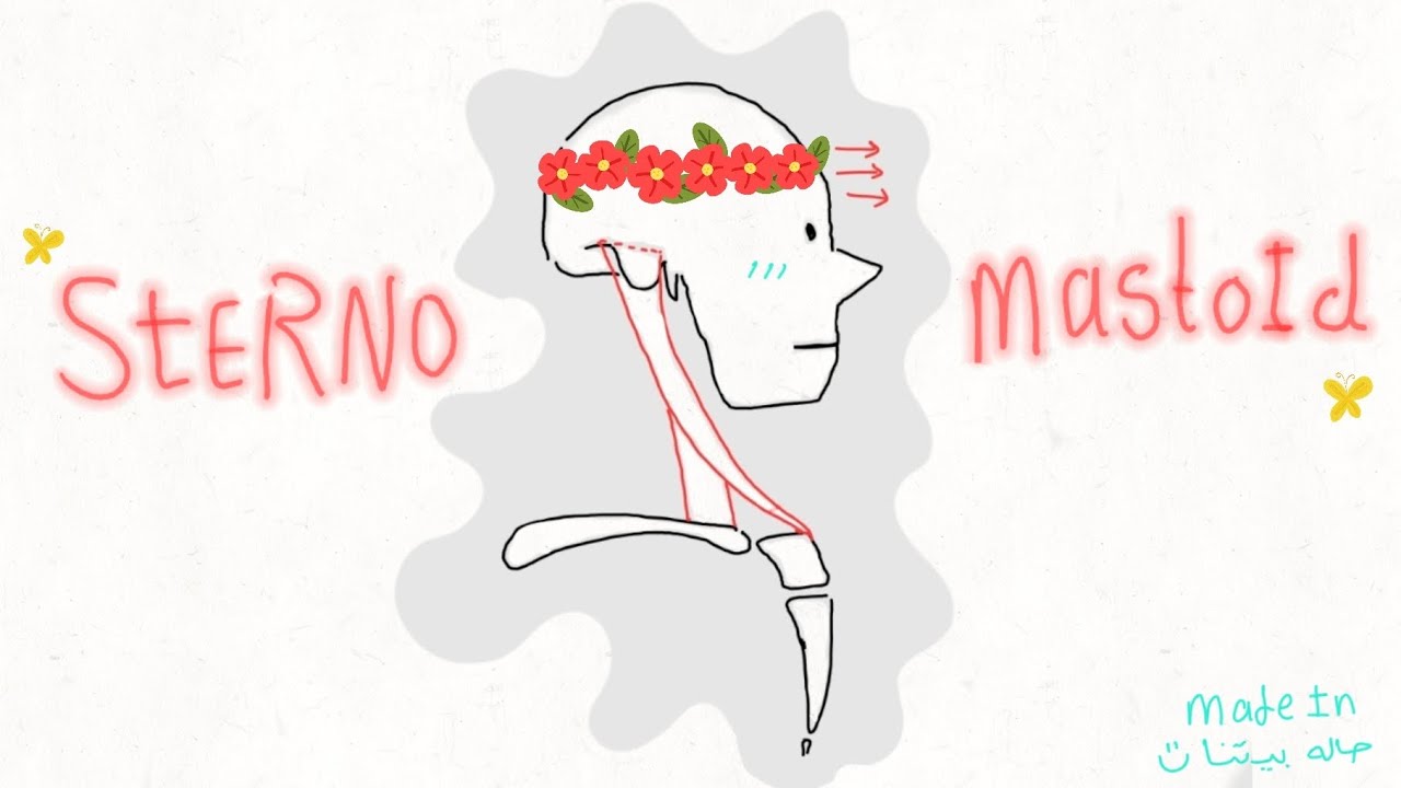 Sterno mastoid muscle👽شرح بنص جنيه