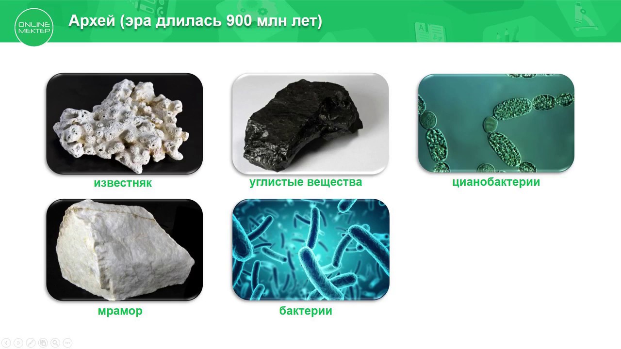 9 класс. Биология. Этапы развития жизни на земле. 14.04.2020 - YouTube