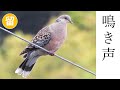 キジバトの鳴き声