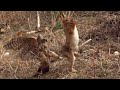 Goshawk tries to kill a rabbit #goshawk#rabbit#hunting
