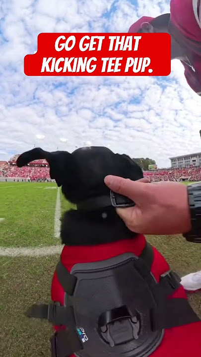 Go get that kicking tee pup
