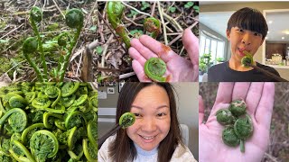 Fiddleheads!! Spring Foraging in Ontario Wild Edibles | How to forage, prepare & cook FullHappyBelly