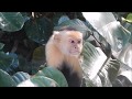 Mono Carablanca | White faced Monkey | Cebus capucinus