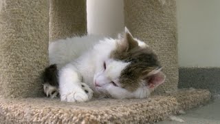Lynchburg Humane Society has close to 500 cats in their care