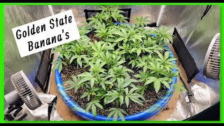 Golden State Banana's Sea Of Green 2024. Outdoor Update @Marshydro