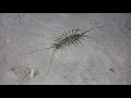 House Centipede