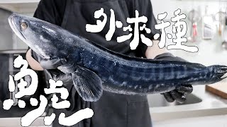 所以外來種魚虎好吃嗎？｜RICOの食材圖鑑