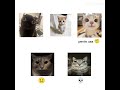#capcut #cat