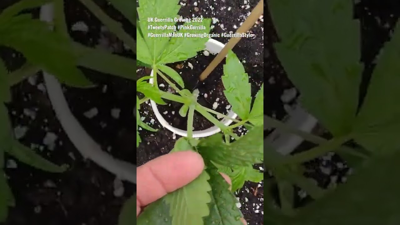 UK Guerrilla Growing 2022 - Pink Gorrilla 