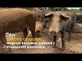 Cerdos Criollos: Negocio Rentable, Calidad y Producción Sostenible – TvAgro por Juan Gonzalo Angel