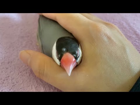 指の間にぴったりフィットし過ぎな文鳥　java sparrow