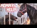 Weaning off the colt Minze Teije | Friesian Horses
