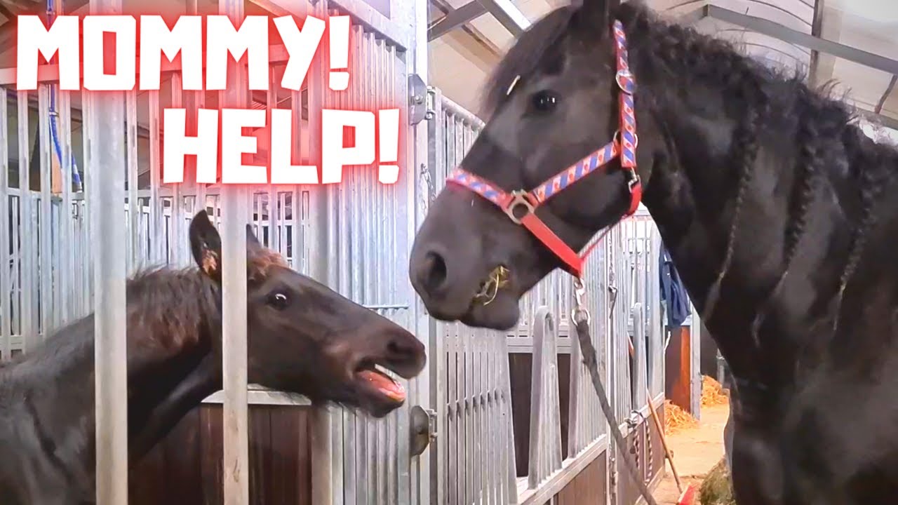 Weaning off the colt Minze Teije | Friesian Horses