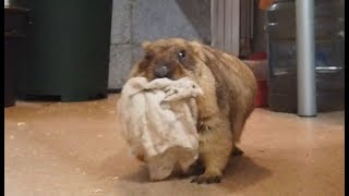 Жирные и прекрасные сурки самозабвенно воруют тряпочки. Fat marmots steal rags!