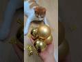 뭉치스타 #reversevideo #marblerunandmore #cat #catvideos #reverse