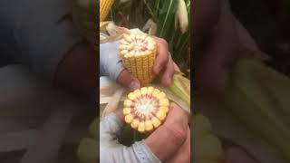 Pederson Seed: Pioneer Products P1464AML and P1563AM