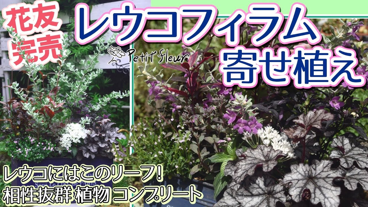 花友 話題のお花】レウコフィラムを使ったリーフで魅せるクール寄せ