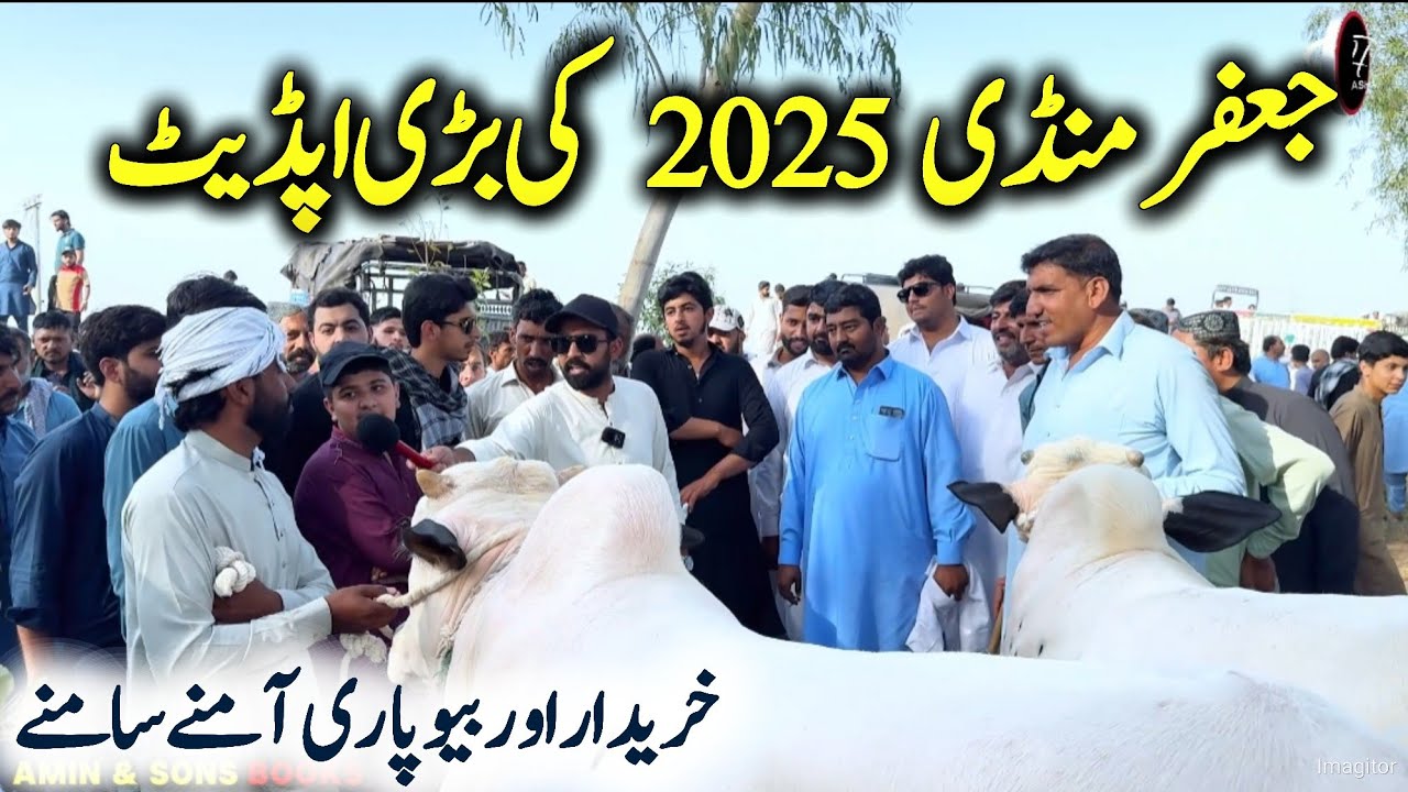 Today Biggest Jaffar Mandi update 2025 - Cow Mandi Jaffar - Qurbani 2025 - dangerous Fatehgangi bull