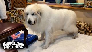 お母さんの掃除の出来栄えを厳しくチェックするアランです　Great Pyrenees　グレートピレニーズ

