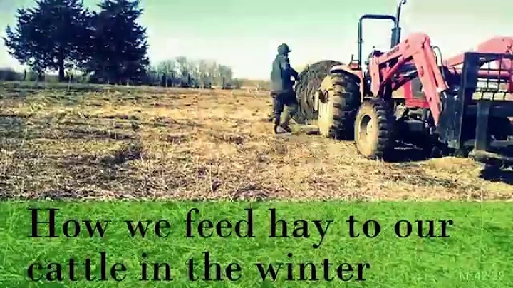 Feeding our Grass Fed cattle in the winter