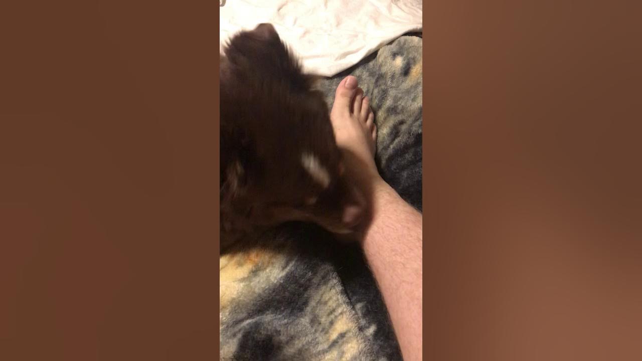 Licking boy girl. Уитни Висконсин Dog. Dog licking feet. Periscope Dog.
