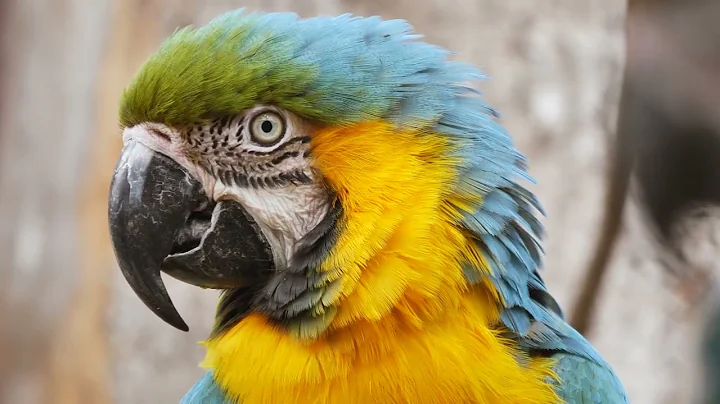 colorful Parrots 4K - Relaxing Music With Colorful Birds In The Rainforest