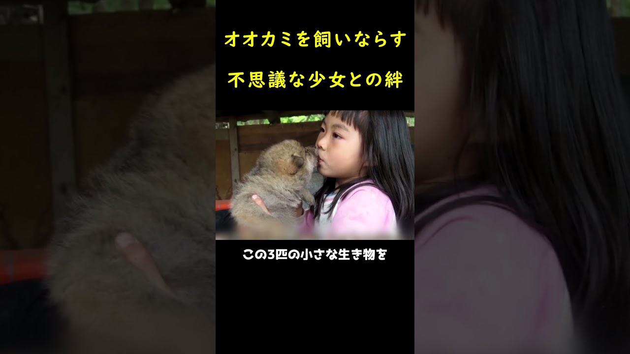 凶暴な野生オオカミと共に暮らす不思議な少女！