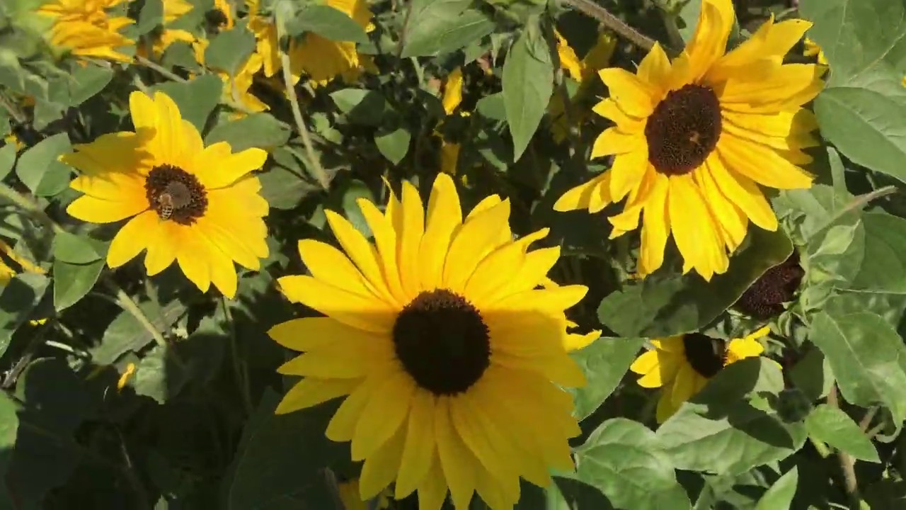 Sunfinity Yellow Dark Center, Helianthus