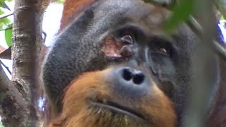 Orangutan Heals Wound With Ointment From Leaves in Indonesia