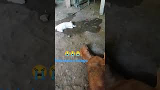 pahinga na ming. paalam