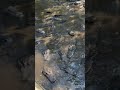 Hungry Alligators Going Crazy for Food – Just Like Hungry Hungry Hippos But Real! 🐊😂