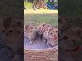 cats #catslover #cuteanimals