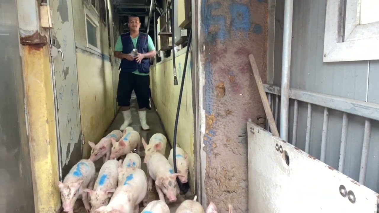 เลี้งหมูสไตล์บ้านๆ ตอน คัดแยกหมูป่วย