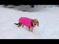 How To Keep Dogs Warm in the Winter