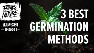 3 Easy Ways To Germinate Cannabis Seeds : Freaks Of Nature S2E1 3 Easy Ways To Germinate Cannabis Seeds : Freaks Of Nature S2E1