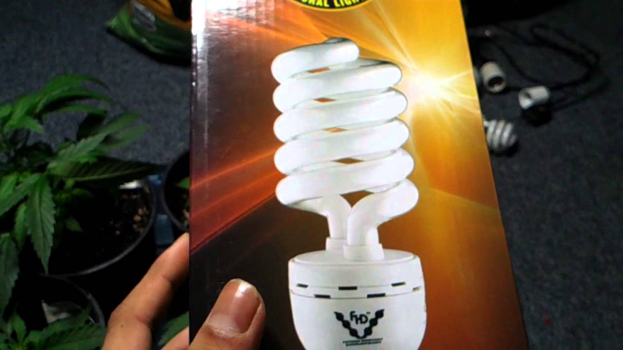 Marijuana plants day 29