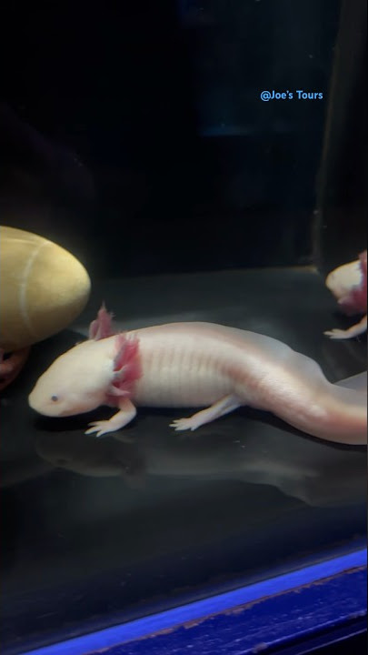 Salamanders 😍 #salamander #fish #aquarium