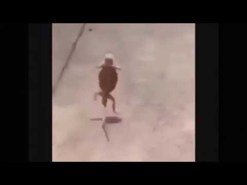 Running Lizard To Be Continued