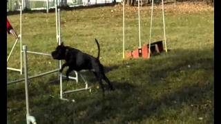 Marcela A Marley Trénink Agility 12.11.2011