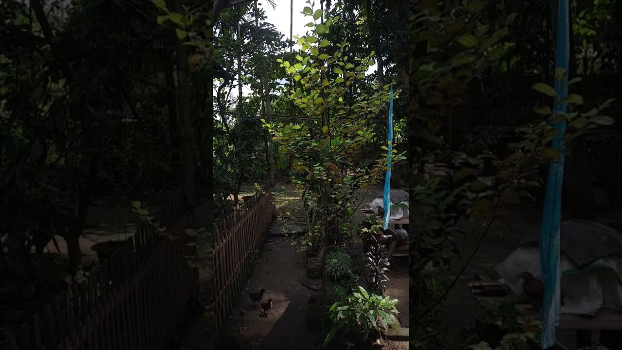 Zarin Tasnim Nishat is live!