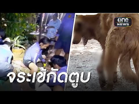 ผวา! จระเข้ขึ้นหลังบ้าน กัดสุนัขที่เลี้ยงสาหัส | ข่าวเย็นช่องวัน | สำนักข่าววันนิวส์