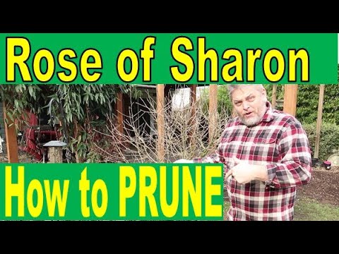 Video: Rose Of Sharon Pruning - Cách và Khi nào Tỉa Rose Of Sharon