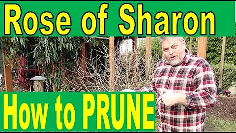 Pruning a Rose of Sharon: The 101 Guide to Shaping and Maintaining