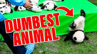 Dumbest Animals In The World RANKED!